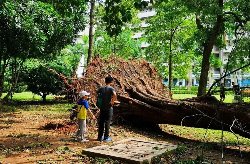 <b>广东教育系统抢险护校“山竹”</b>